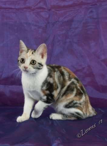 American Shorthair Mädchen zu verkaufen